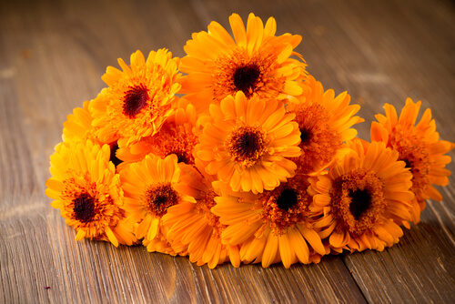 fiori di calendula