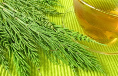 Coda cavallina: pianta dimagrante e rimineralizzante