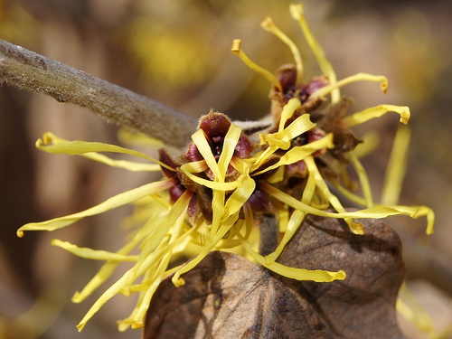 Hamamelis