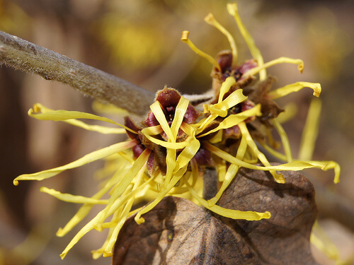 l'hamamelis svolge un'azione astringente