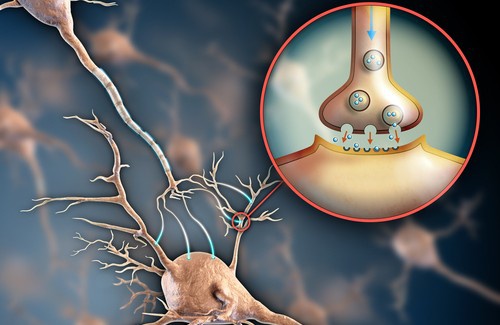 Sistema nervoso e fibromialgia