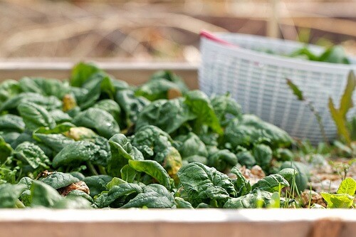 gli spinaci donano all'organismo un buon apporto di minerali