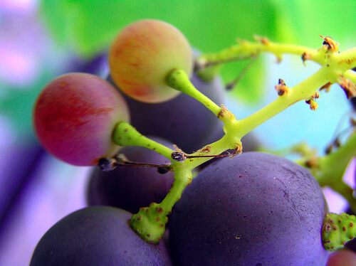 Chicchi d'uva