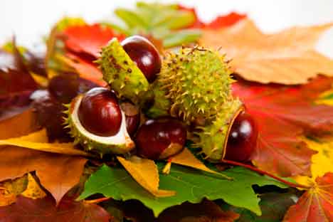 l'escina, estratta dall'ippocastano, favorisce la regolare circolazione del sangue