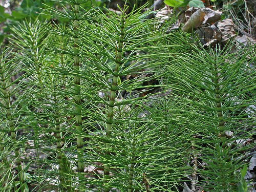 Piante di coda cavallina