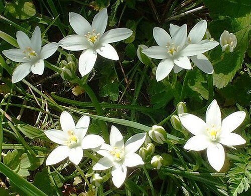 fiori e allegria