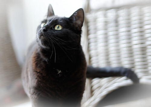 l'olio di oliva fa bene ai gatti