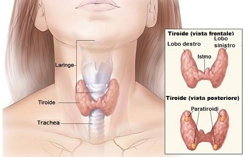 I problemi di tiroide