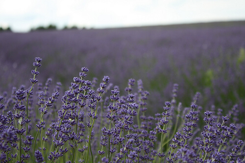 campo di lavanda