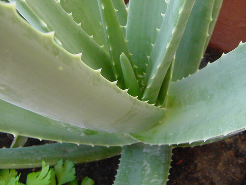 Aloe-vera