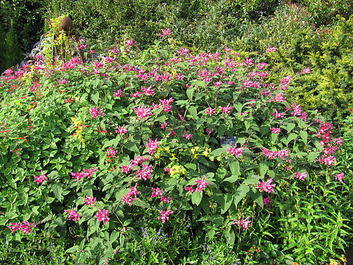 Salvia