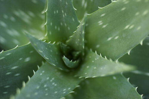 Pianta di aloe vera