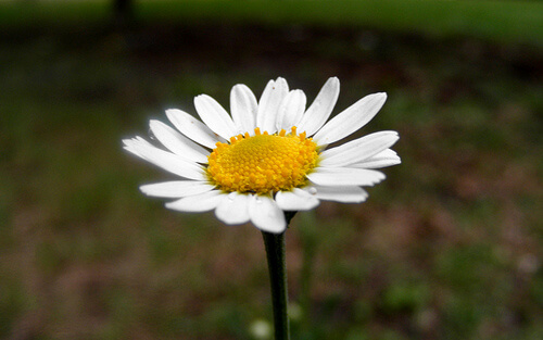 la camomilla riduce l'infiammazione e calma il dolore