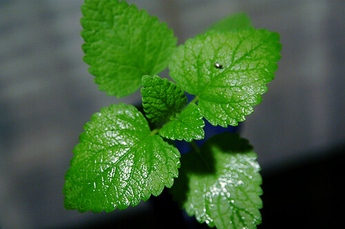 Foglie di menta