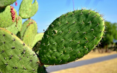 Nopal e le sue proprietà curative