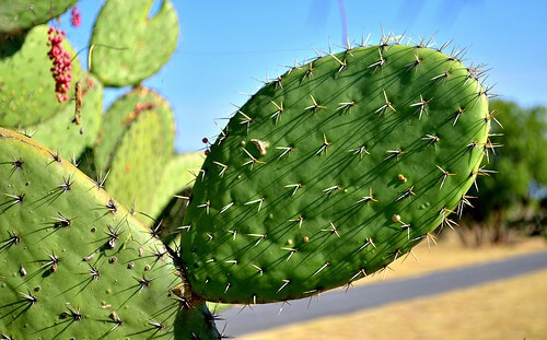 Nopal