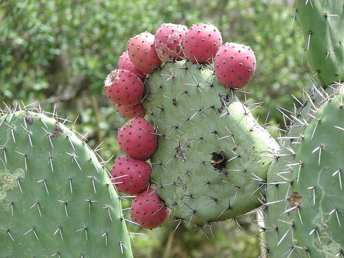 Nopal