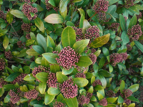 pianta2