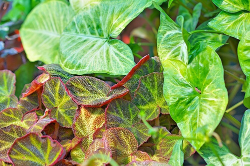 purificare l'ambiente domestico