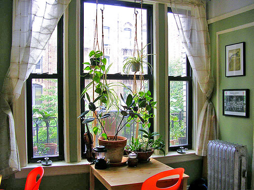 piante in casa