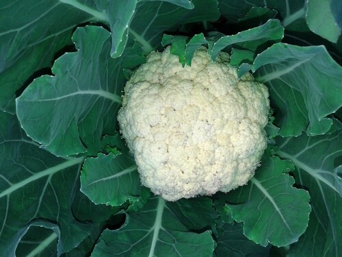 Un cavolfiore