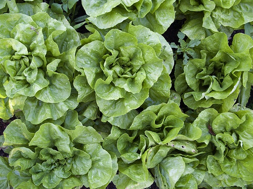 Verdure foglia verde