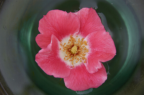 Acqua di rose