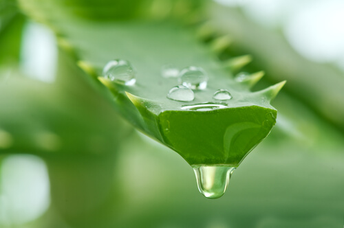 Gel aloe vera