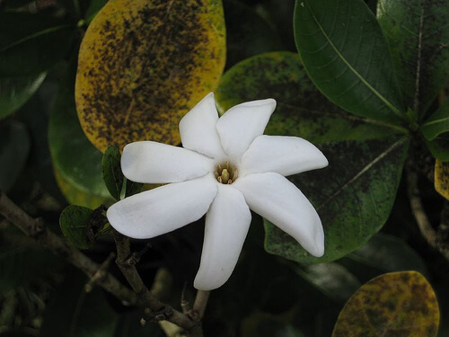 Olio di monoi