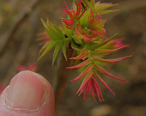 Se le unghie si sfaldano potrebbe essere dovuto a una cattiva alimentazione. Aumentate l'assunzione di calcio.
