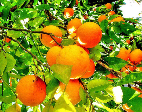 arancia per trattare artrite reumatoide