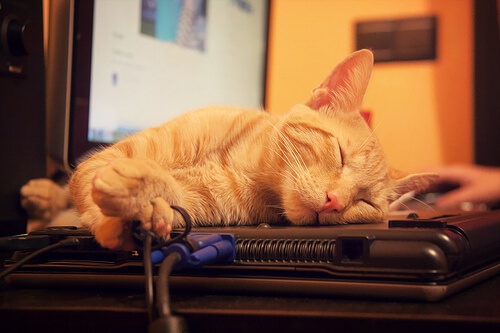 gatto che dorme su computer