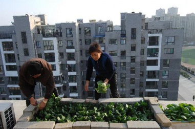 Le piccole gioie dell'orto in balcone: consigli creativi per "contadini di città"