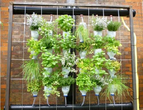 Piante i bottiglie verticali