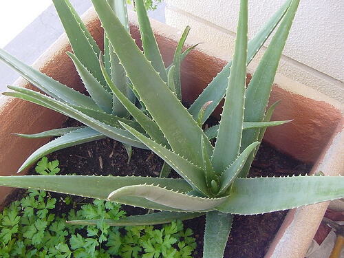 pianta di aloe vera in vaso