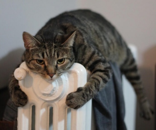 gatto abbracciato al termosifone