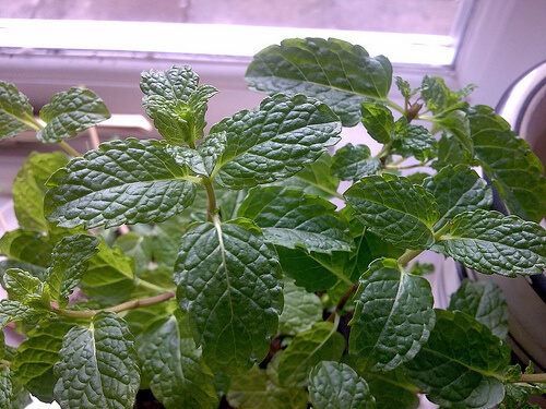pianta di menta in vaso