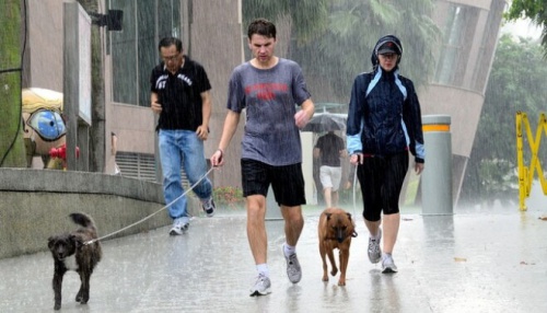 Portare a spasso il cane
