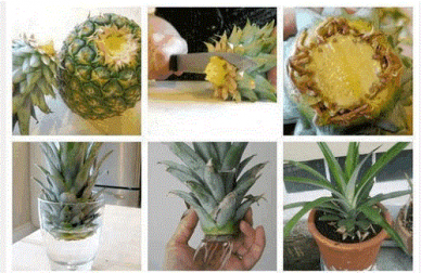 Coltivare l'ananas in casa, tutti i passaggi