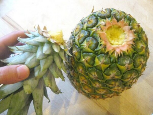 coltivare ananas in casa primo passaggio
