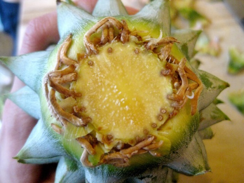 coltivare ananas radici dalla corona