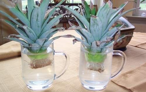coltivare ananas secondo passaggio