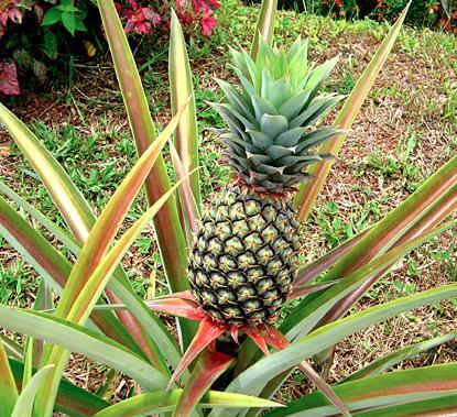 pianta di ananas con frutto