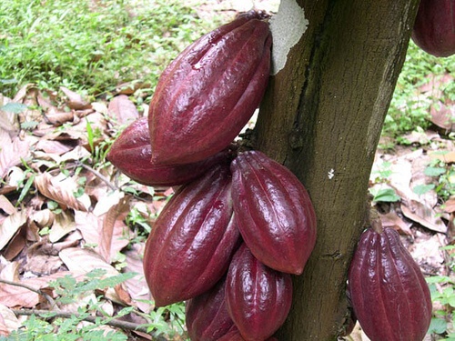 Pianta di cacao