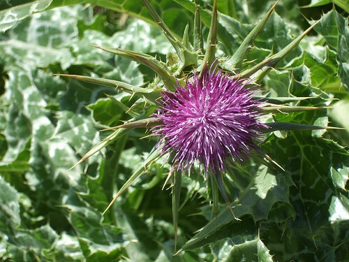 Cardo mariano