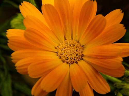 calendula
