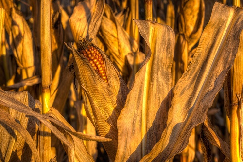 pianta di mais con pannocchia