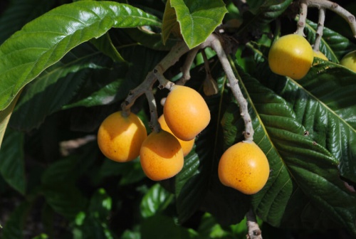 nespole per curare il fegato grasso