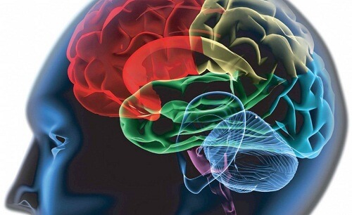 Il cervello e la ragione