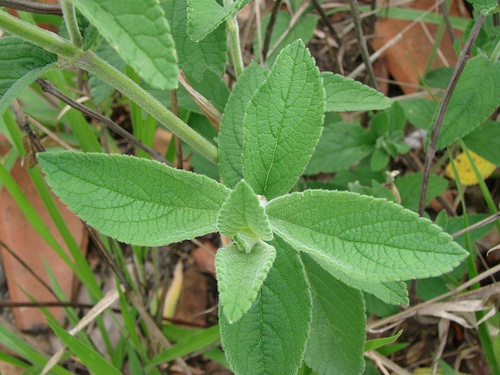 Salvia